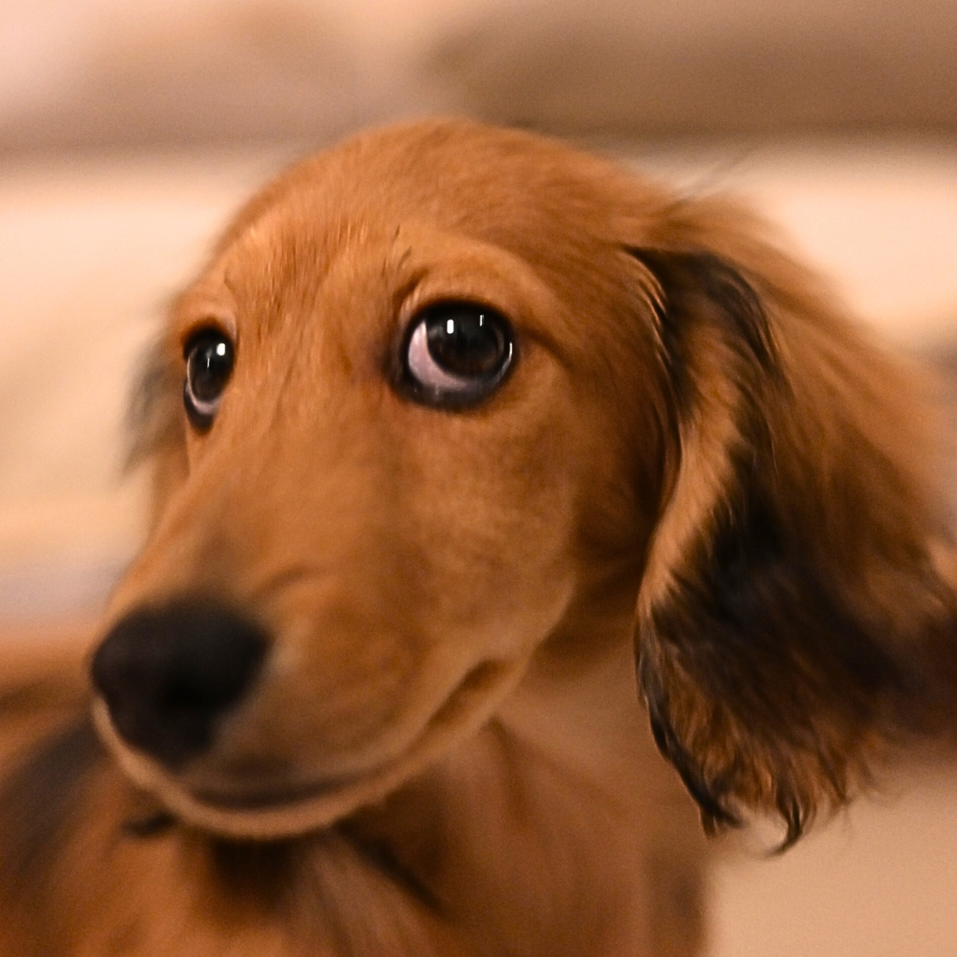 愛犬がプロフィール画像